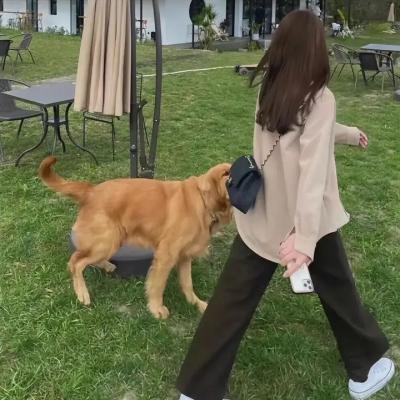 狗十三